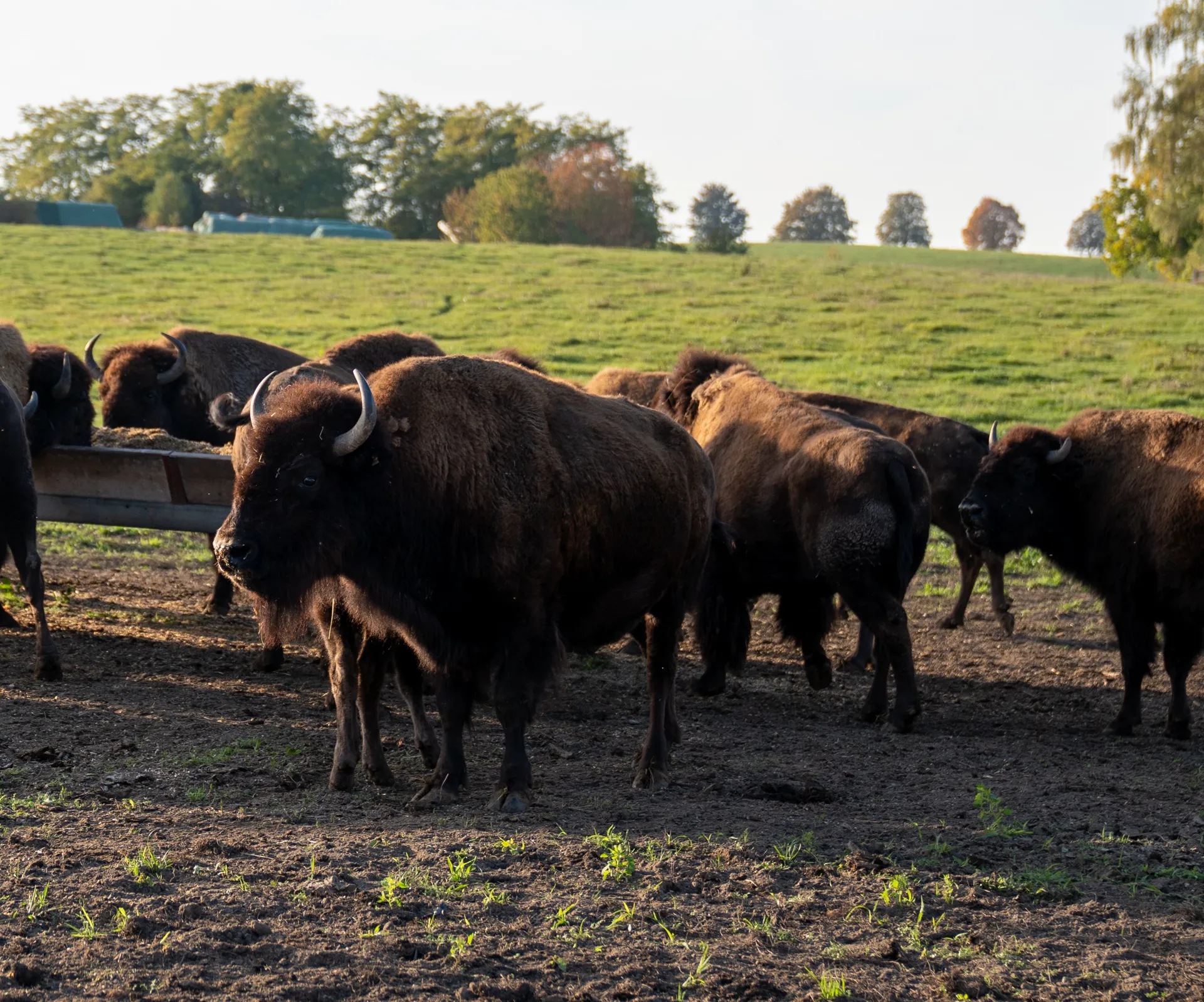 Bisonherde am Futtertrog, dahinter die weite Weide bis zum Horizont