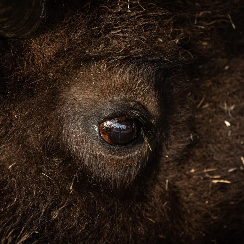 Bisonherde auf der Weide in Sickenhausen, Bayern