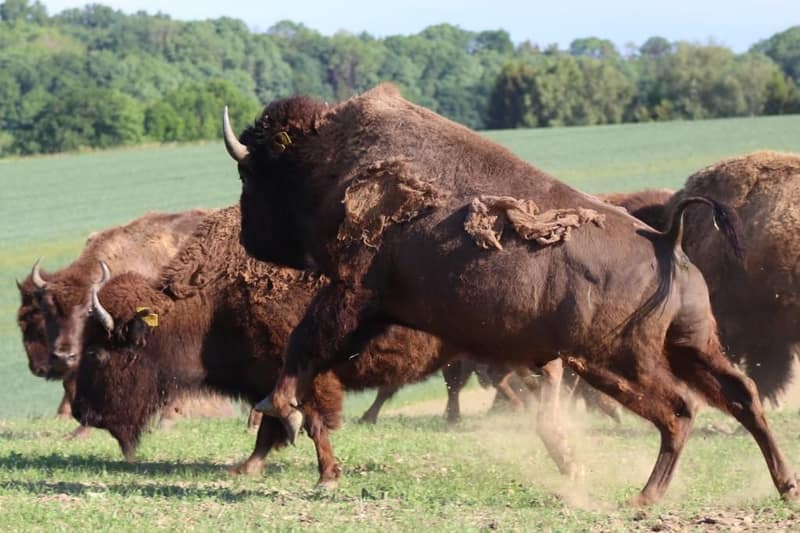 Bisonfleisch