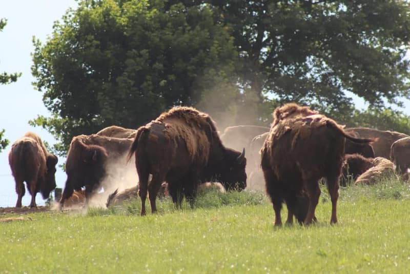 Bisonherde auf der Weide vor der Entnahme