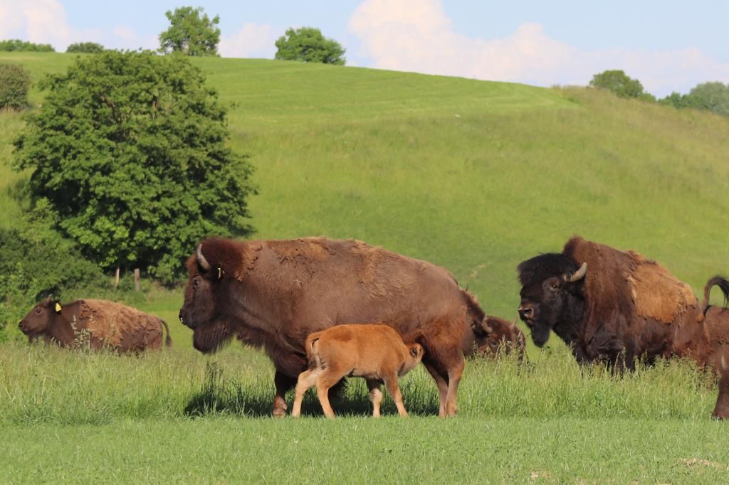 Bisonkuh mit Kalb am Hang