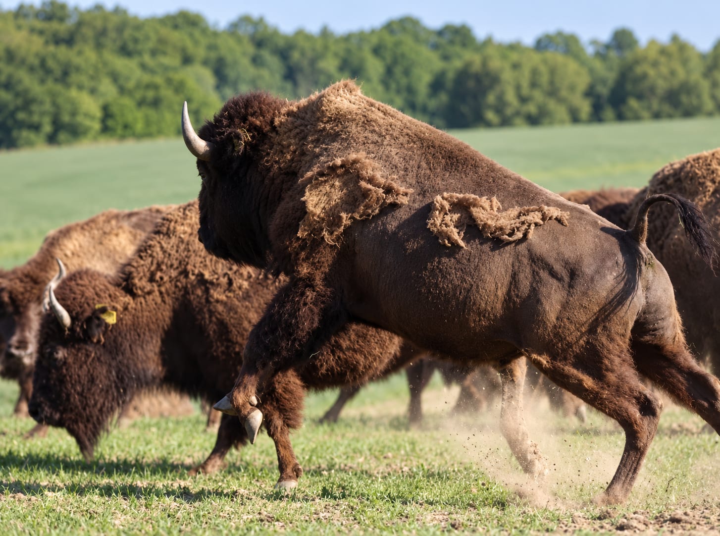 Bisonherde im staubigen Galopp über die Weide