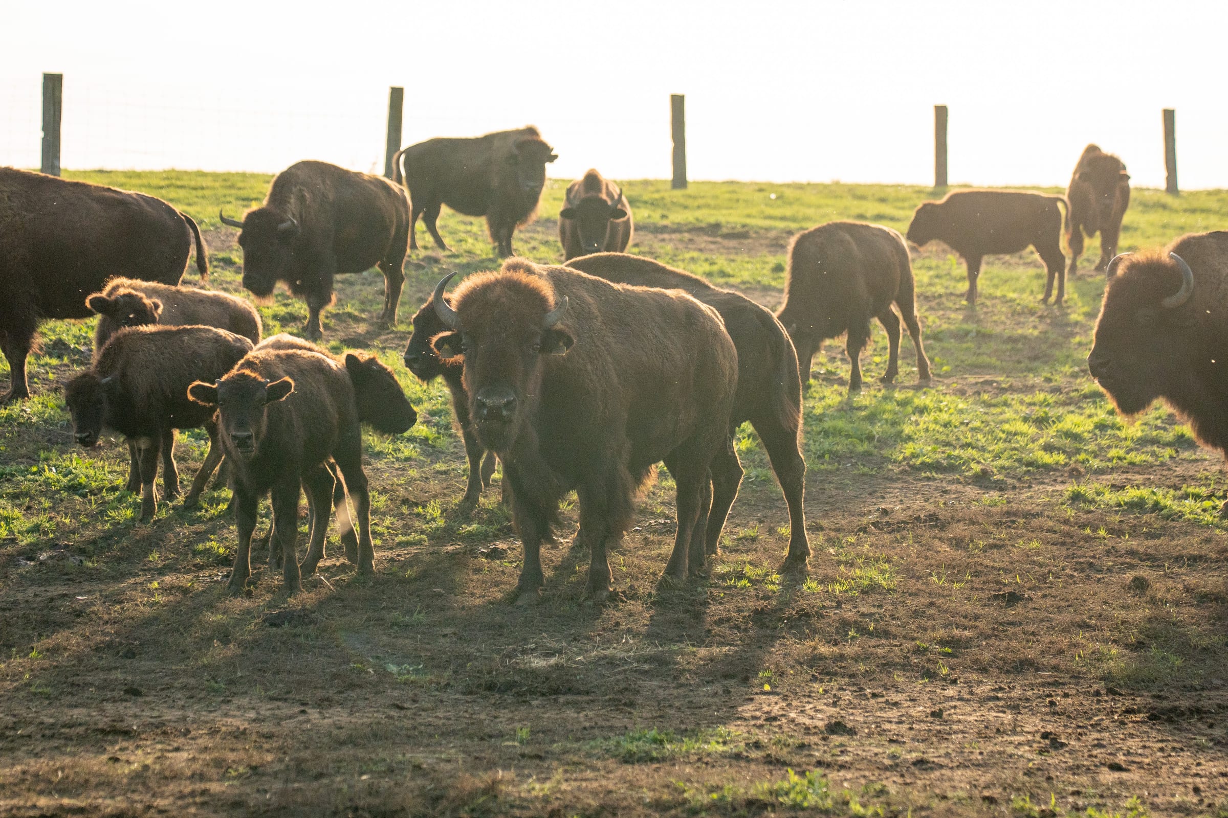 Bisonkühe mit Kälbern auf der Weide im Gegenlicht