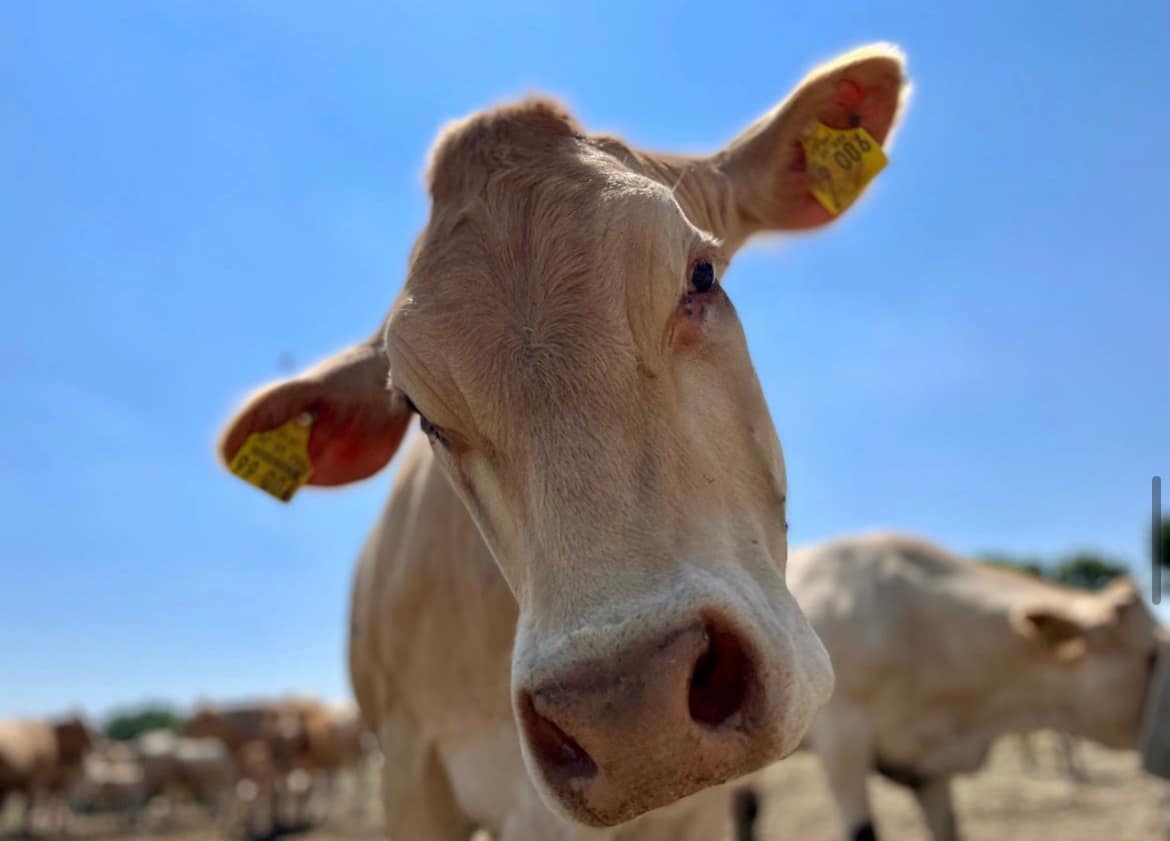Rind — Blonde d'Aquitaine