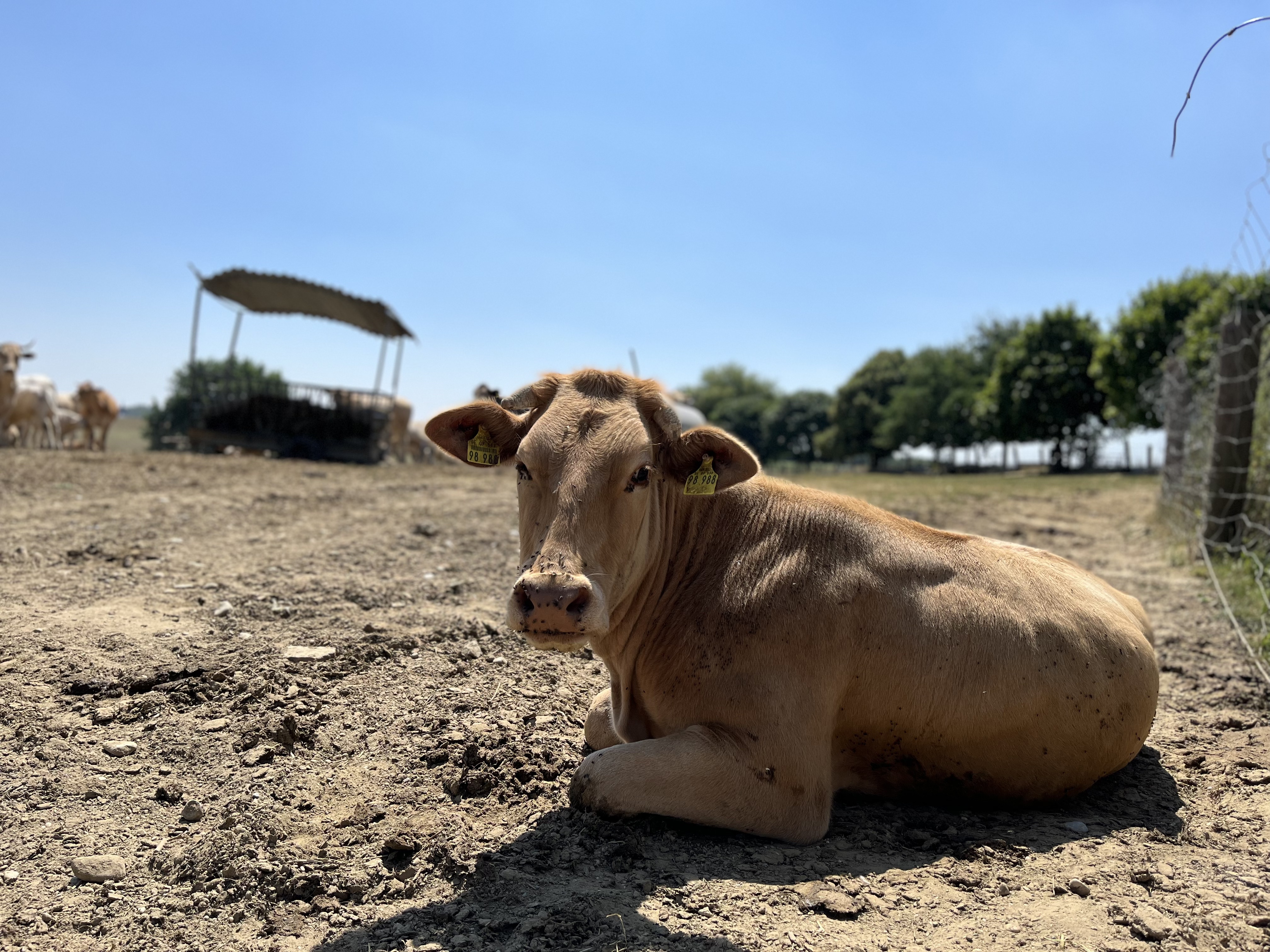 Eine Blonde-d’Aquitaine-Kuh liegt im Gras