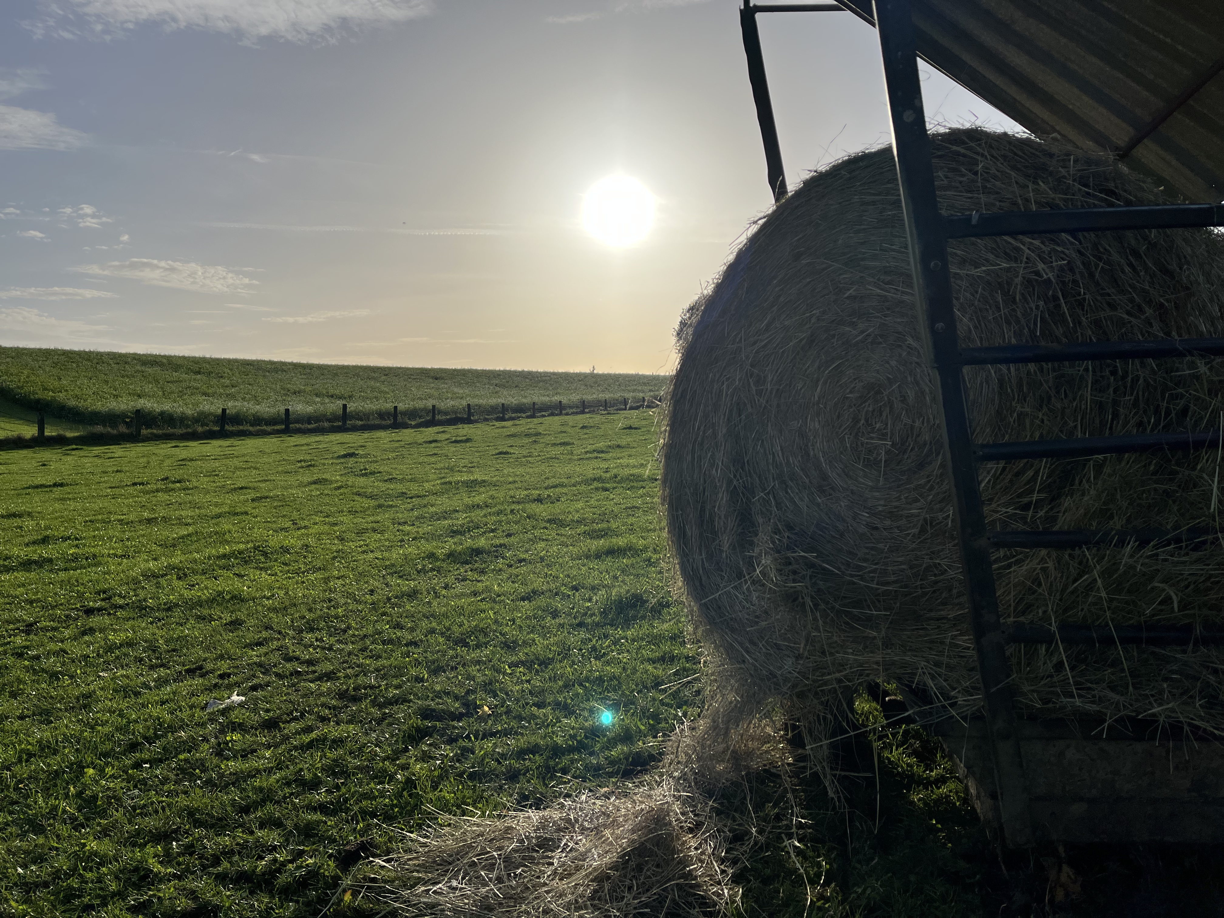 Heuballen auf dem Feld im Gegenlicht