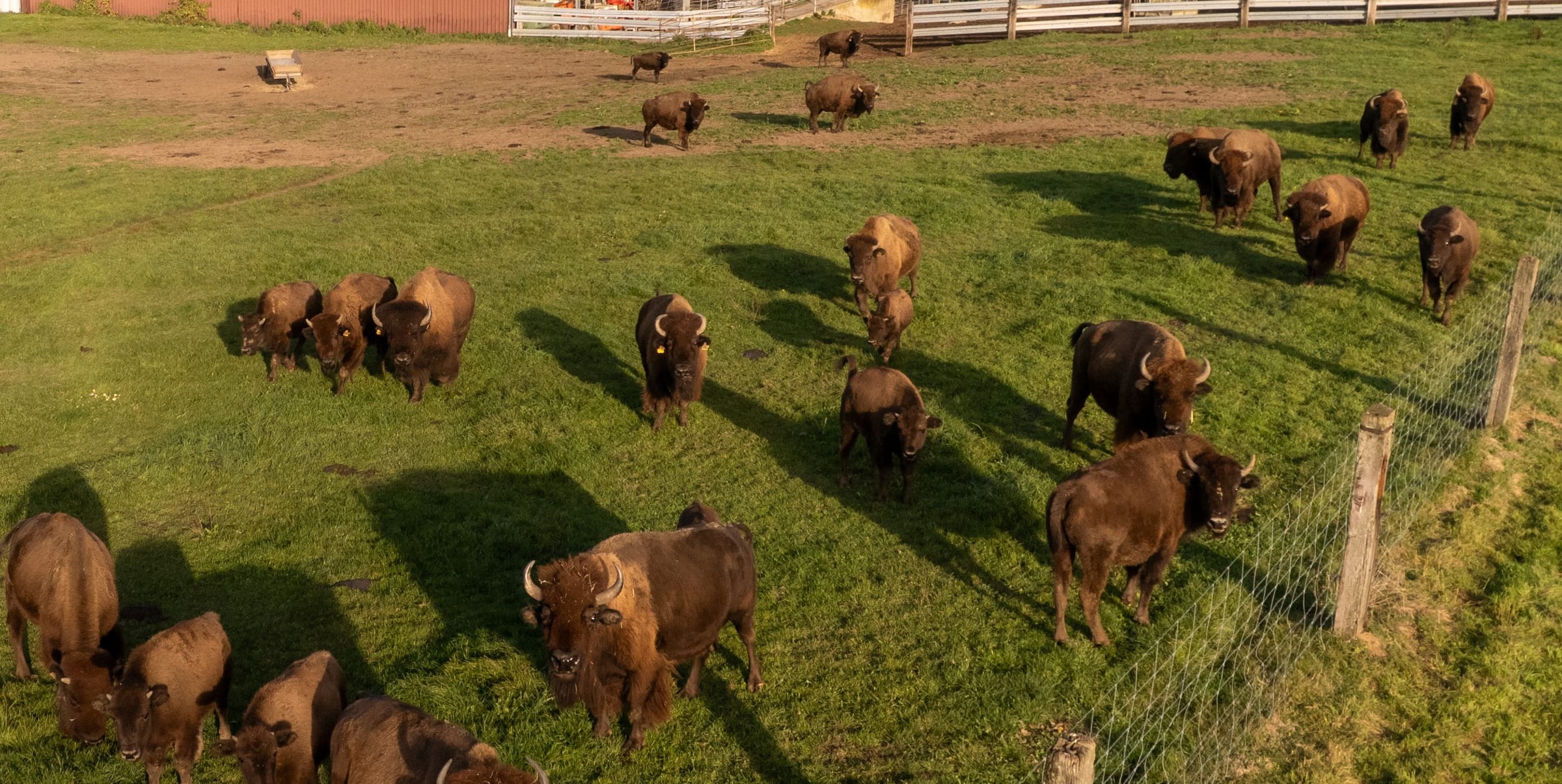 Die Bisonherde auf der Weide am Hof, von oben
